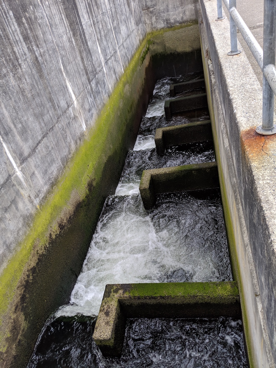 ballard salmon locks seattle wa